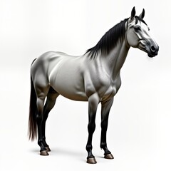 Obraz premium Stunning white horse stands isolated on white background. Powerful musculature visible. Horse appears healthy, alert. Excellent image for equine photography enthusiasts. Image suitable for equine