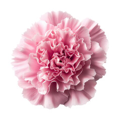 Beautiful pink carnation flower with ruffled petals, showcasing delicate layers and soft texture, perfect for floral arrangements and decorations