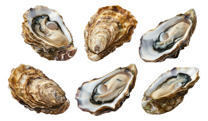Fresh opened and closed oysters on transparent background, showcasing seafood