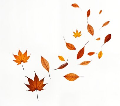 Autumn leaves float in air against white background. Colorful fallen leaves drift gently in fall season. Isolated image captures autumnal ambiance. Perfect for seasonal themes. Image ideal for