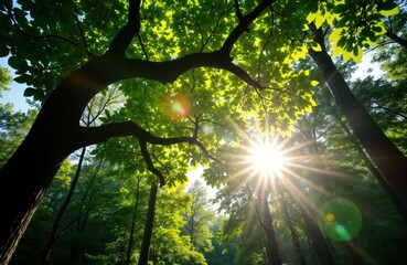 Obraz premium Sunlight filters through tree canopy. Green forest scene. Sunny day. Beautiful landscape. Inspiring nature image. Nature concept. Eco friendly image. Fresh forest photo. Peaceful, calming atmosphere.