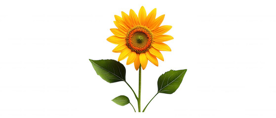 Fototapeta premium Vivid Yellow Sunflower Stock Photo Bright and Cheerful Field of Happy Sunflowers Digital Image for Editorial Use Only