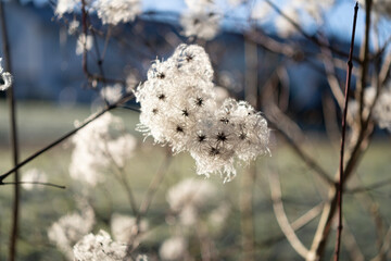 Clematis vitalba (also known as old man's beard and traveller's joy) covered with frost in the rays of the winter sun