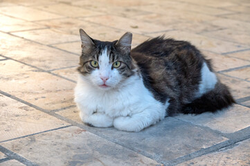 Kot z wyspy Samos,  Cat from the island of Samos © Studio RMW