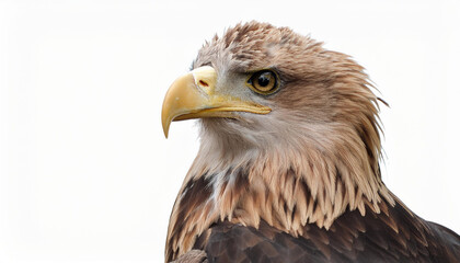 Fototapeta premium big eagle looking isolated on white