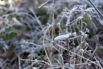 Frosted green leaves of wild blackberry on a sunny morning in a winter forest. Winter natural beauty concept