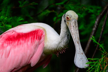 North America, USA, Florida, St. Augustine, Roseate Spoonbill