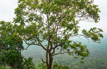 Scenery from the top of Sigiriya Lion Rock, view through a tree, foggy background, Sri Lanka