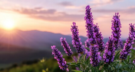 Obraz premium Lavender field at sunset