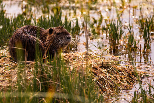 An invasive capybara resting on a bed of dry reeds in a wetland near Pensacola, Florida, surrounded by tall green vegetation and shallow water in its natural environment.
