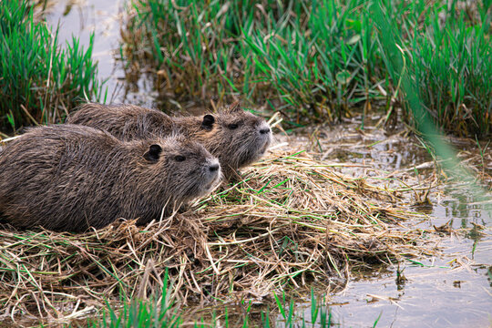 Two invasive capybaras resting on a bed of dry reeds in a wetland near Pensacola, Florida, surrounded by green vegetation and shallow water, showcasing their relaxed, natural behavior.