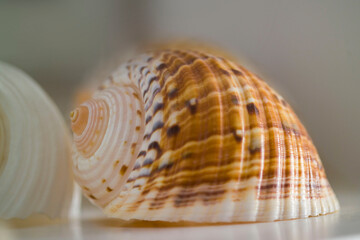 Tonna Galea, Giant tun, Shell of a largest gastropod mollusc in the Mediterranean, 25 cm long. Sicily