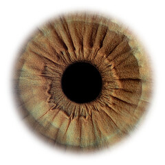 eye isolated on white