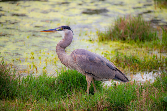 A great blue heron stands gracefully near the edge of a wetland, surrounded by green vegetation and shallow water, showcasing its long neck and striking plumage.