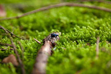 Waldmistkäfer (Anoplotrupes stercorosus) - schwarzer Käfer im Wald	
