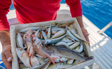 Ryby złowione w Morzu Śródziemnym, Fish caught in the Mediterranean Sea © Studio RMW