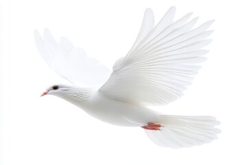 A white dove in flight, isolated against a transparent background, as a PNG file