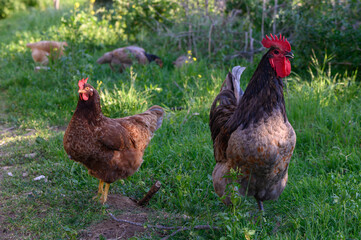 Colorful chickens roam freely in lush green grass during a sunny afternoon in a tranquil countryside
