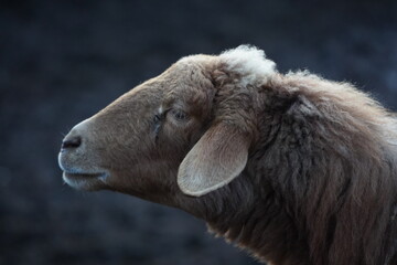 A detailed close up view of a sheeps head against a dark background