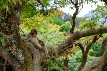Fototapeta premium Monkey sitting on tree