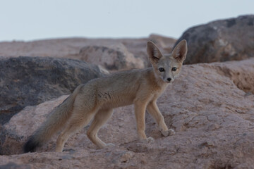 A Kit Fox cub pauses in its play near its den in the desert of Southern Utah USA for a moment and looks towards the camera in the soft evening light a few minutes after sunset.