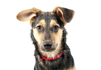 Cute puppy dog portrait