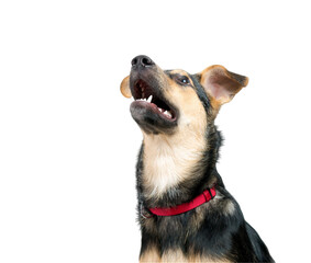 Cute puppy dog portrait