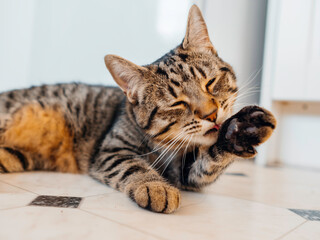 Cute tabby cat with brown fur on a clean kitchen floor. Pet is in relaxed stated and cleaning it...