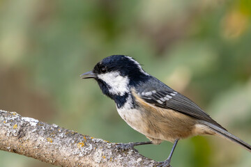 A small bird perches on a branch, showcasing a distinct black and white head pattern, with its body displaying shades of gray and beige.