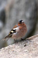 Small bird on a rocky surface in the Tatra Mountains