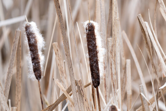 Binsen, Schilfrohr, Schilf im Winter