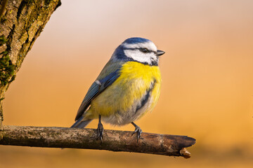 Blaumeise im warem Licht (blue tit) im Herbst, Winter auf einem Ast / Vogel