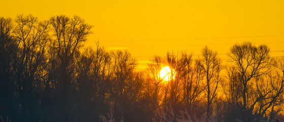 Naklejka premium The edge of a frozen lake in the light of sunrise in winter, oostvaardersveld, almere, flevoland, netherlands, February 3, 2025