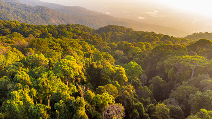 Golden sunlight illuminating vast tropical rainforest canopy at sunset