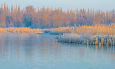 The edge of a frozen lake in the light of sunrise in winter, oostvaardersveld, almere, flevoland, netherlands, February 3, 2025