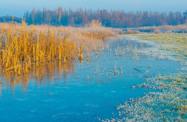 The edge of a frozen lake in the light of sunrise in winter, oostvaardersveld, almere, flevoland, netherlands, February 3, 2025