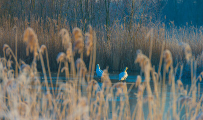 Swans in a frozen lake in the light of sunrise in winter, Almere, Flevoland, The Netherlands,...