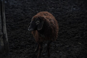 A large flock of sheep is currently standing in a dimly lit area