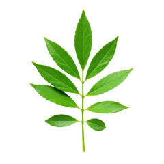 Naklejka premium Closeup of a vibrant green leaf isolated on a black background.