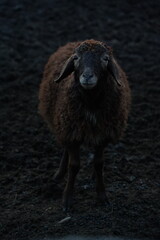 Obraz premium A detailed close up view of a sheeps head against a dark background