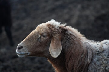 A detailed close up view of a sheeps head against a dark background