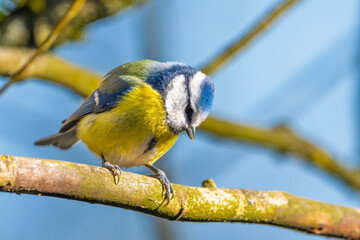 Blaumeise (blue tit) im Herbst, Winter auf einem Ast / Vogel