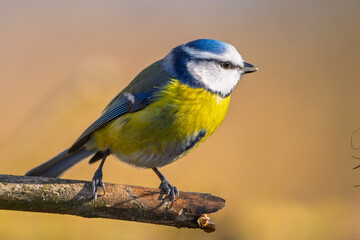 Blaumeise im warem Licht (blue tit) im Herbst, Winter auf einem Ast / Vogel