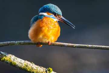 Eisvogel im Herbst, Winter auf einem Ast / Vogel / Kingfisher