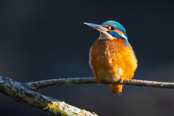 Eisvogel im Herbst, Winter auf einem Ast / Vogel / Kingfisher