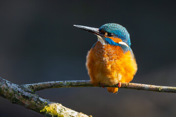 Eisvogel im Herbst, Winter auf einem Ast / Vogel / Kingfisher