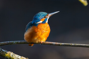 Eisvogel im Herbst, Winter auf einem Ast / Vogel / Kingfisher