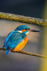 Eisvogel im Herbst, Winter auf einem Ast / Vogel / Kingfisher