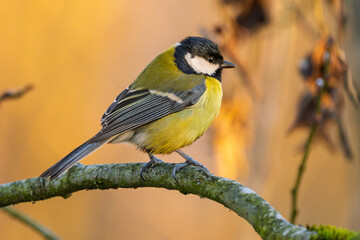 Kohlmeise im warmen Licht im Winter auf einem Ast / Vogel