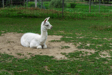 A white cute little Huacaya alpaca sitting on the grass in a fenced area